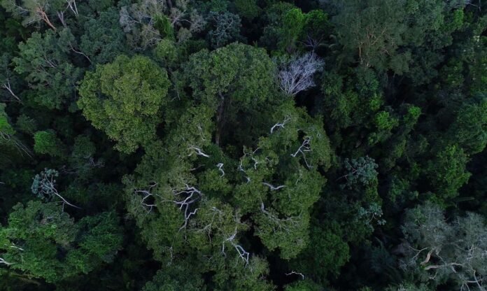 Desmatamento Amazônia