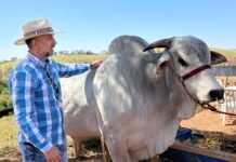 Vale Rodeio começa hoje e passa a integrar o calendário oficial de São José dos Campos Vale Rodeio Show
