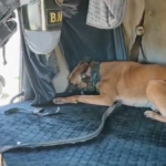 Cão da PM encontra mais de 100 kg de maconha em compartimento falso de caminhão em SP