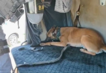 Cão da PM encontra mais de 100 kg de maconha em compartimento falso de caminhão em SP