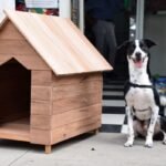 Polícia Penal de SP doa 50 casinhas para cães e gatos em ação do projeto ‘Mãos e Patas’