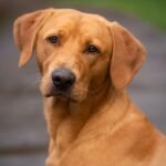 “Caramelos” ganham vez: São José debate política inédita para animais comunitários Cães Caramelos e Animais Comunitários