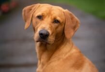 “Caramelos” ganham vez: São José debate política inédita para animais comunitários Cães Caramelos e Animais Comunitários