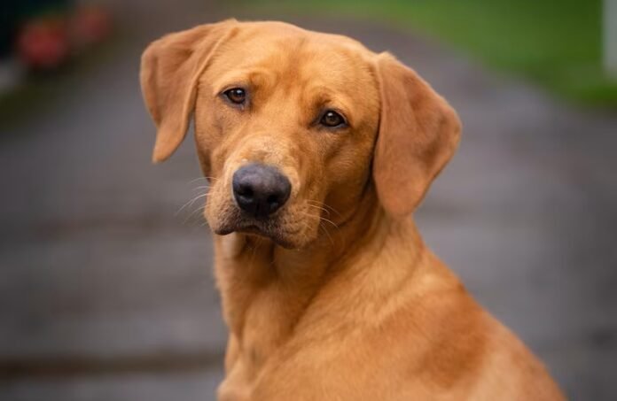 Cães Caramelos e Animais Comunitários