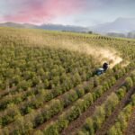 Rotas do Café de SP impulsionam turismo, geram empregos e aumentam faturamento dos negócios