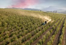 Rotas do Café de SP impulsionam turismo, geram empregos e aumentam faturamento dos negócios