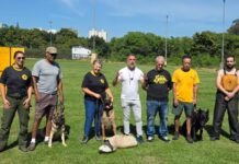 Após ataques, ação oferece treinamento gratuito para cães de grande porte em São José Treinamento de adestramento e sociabilização de cães e tutores